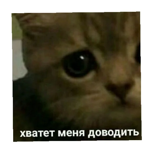 🥺 Стикер «For every occasion 2» для Telegram