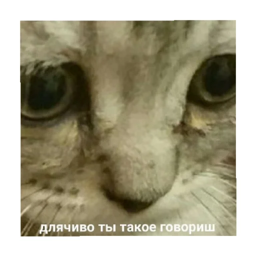 🥺 Стикер «For every occasion 2» для Telegram