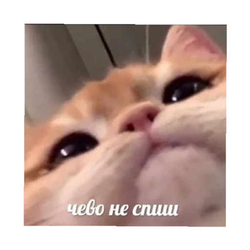 👀 Стикер «For every occasion 5» для Telegram