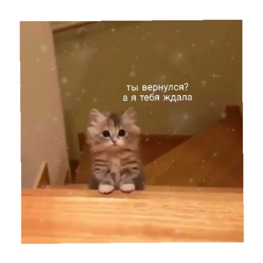 🥺 Стикер «For every occasion 5» для Telegram