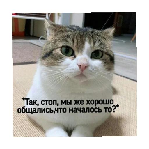 🗿 Стикер «For every occasion 5» для Telegram