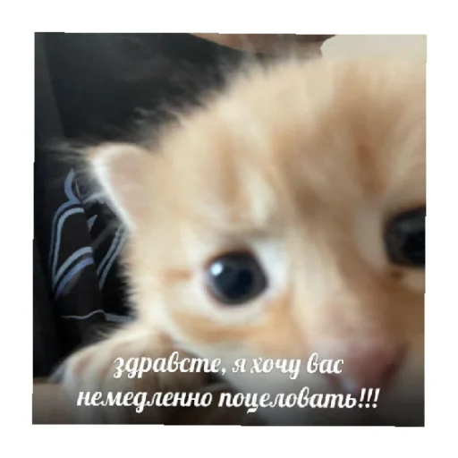 💋 Стикер «For every occasion 5» для Telegram