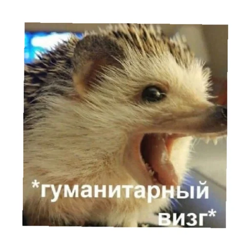 👀 Стикер «For every occasion 5» для Telegram