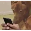 🤩 Эмодзи «Фотки С Тт» для Telegram
