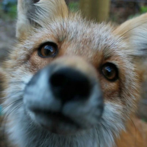 😐 Стикер «Foxes» для Telegram