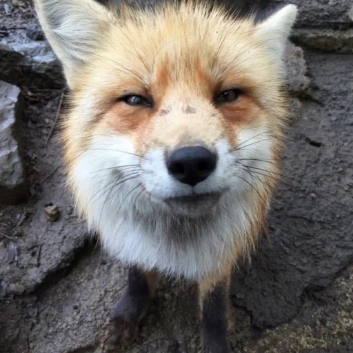 Стикерпак Foxes для Telegram