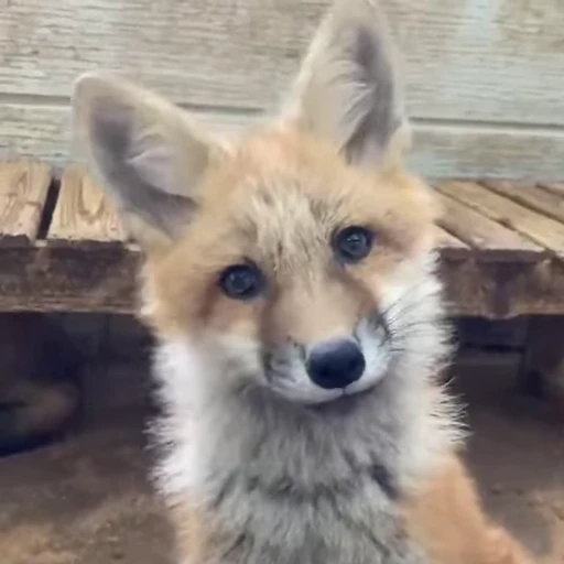 Стикерпак Fox для Telegram — скачать