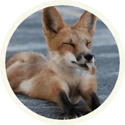 Стикерпак Foxx for Telegram для Telegram — скачать