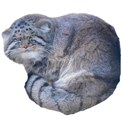 😐 Стикер «My freaky zoo» для Telegram