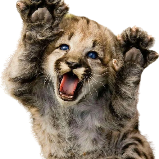😝 Стикер «My freaky zoo» для Telegram