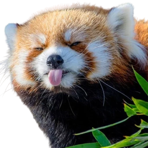 😜 Стикер «My freaky zoo» для Telegram
