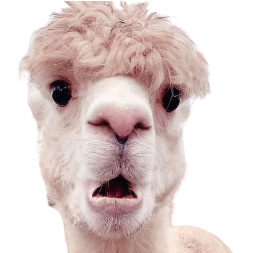 😲 Стикер «My freaky zoo» для Telegram