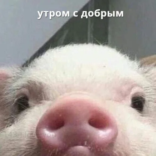🌅 Стикер «hhwb» для Telegram