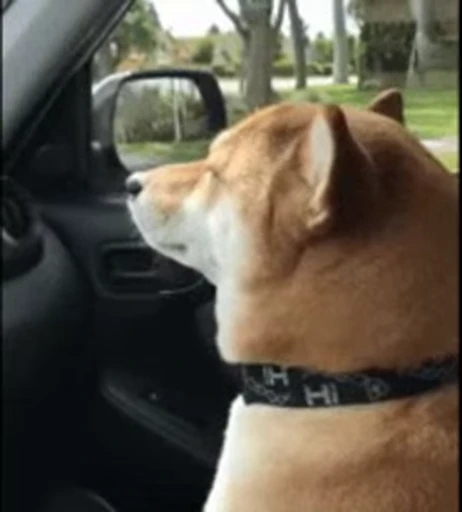 😀 Стикер «Fuck off Dogs Videostickers» для Telegram