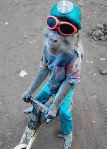 🚲 Стикер «Обезьяны MP» для Telegram