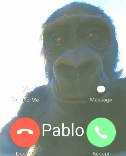 🐒 Стикер «Обезьяны MP» для Telegram