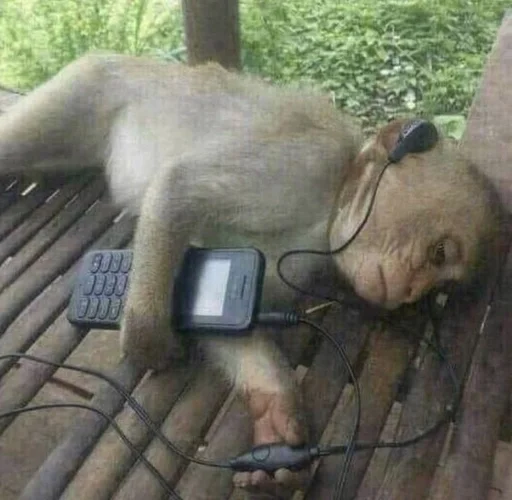 🎶 Стикер «Обезьяны MP» для Telegram