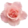 🌹 Эмодзи «Fullheart» для Telegram