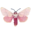 🦋 Эмодзи «Fullheart» для Telegram