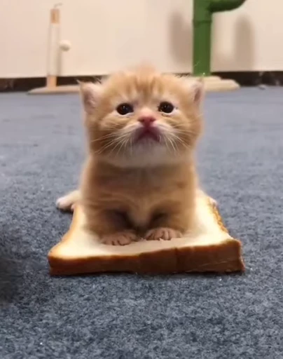 🍔 Стикер «Vibe Memes» для Telegram