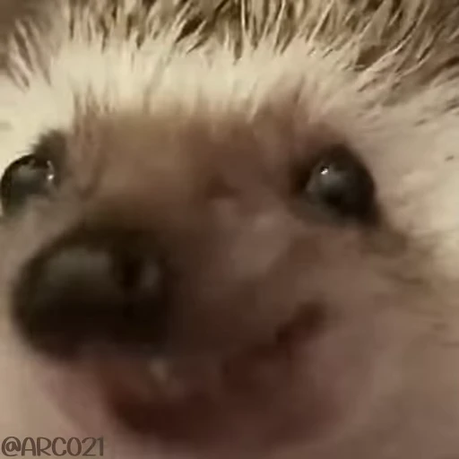 😋 Стикер «Vibe Memes» для Telegram