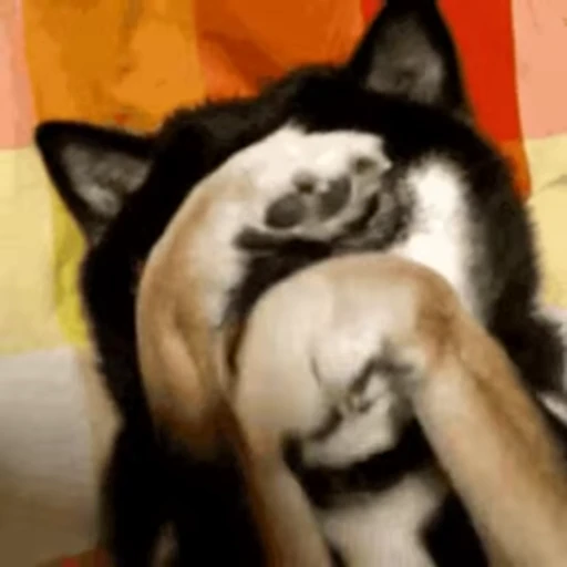 🫣 Стикер «FunnyAnimal3» для Telegram