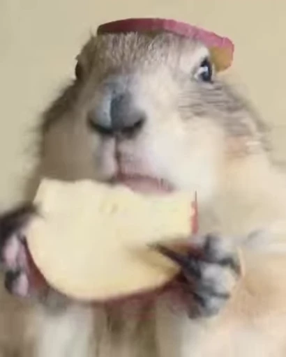 😋 Стикер «FunnyAnimal3» для Telegram