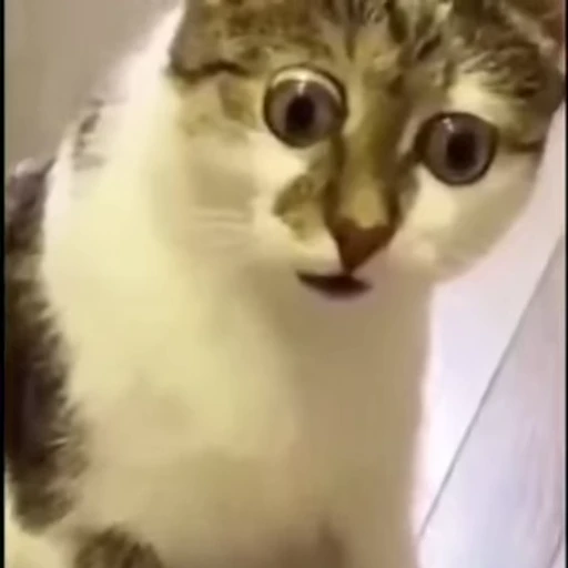 😳 Стикер «FunnyAnimal» для Telegram