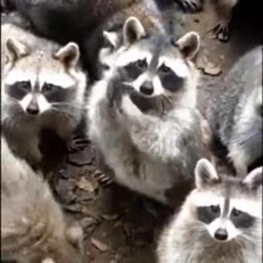 🙏 Стикер «FunnyAnimal» для Telegram