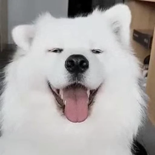 😁 Стикер «FunnyAnimal» для Telegram