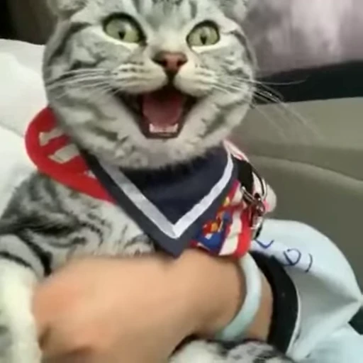 😂 Стикер «FunnyAnimal» для Telegram