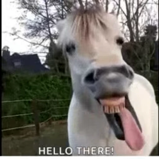 😁 Стикер «FunnyAnimal» для Telegram
