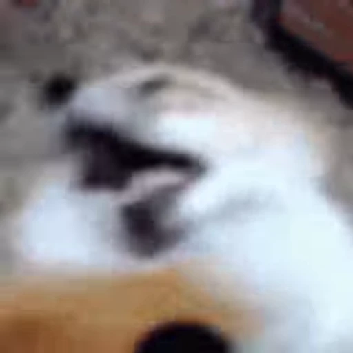 😁 Стикер «FunnyAnimal» для Telegram
