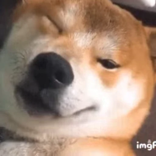 😉 Стикер «FunnyAnimal» для Telegram