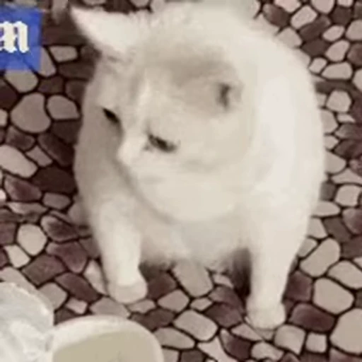 🤮 Стикер «FunnyAnimal» для Telegram