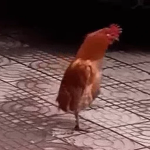 😁 Стикер «FunnyAnimal» для Telegram
