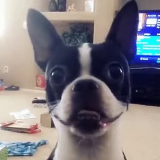 😁 Стикер «FunnyAnimal» для Telegram