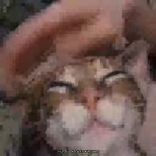 👀 Стикер «FunnyAnimal» для Telegram