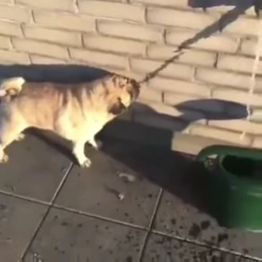 😁 Стикер «FunnyAnimal» для Telegram