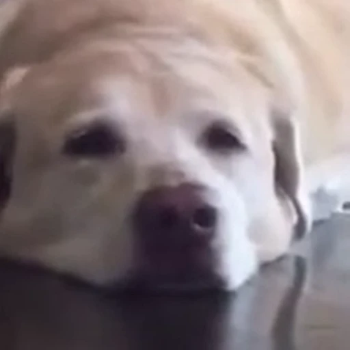 😁 Стикер «FunnyAnimal» для Telegram