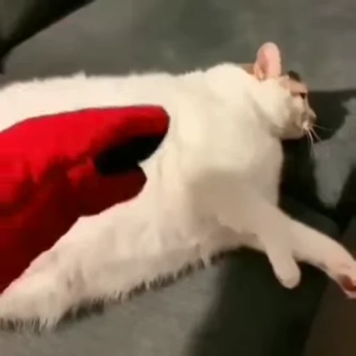 🤯 Стикер «FunnyAnimal» для Telegram