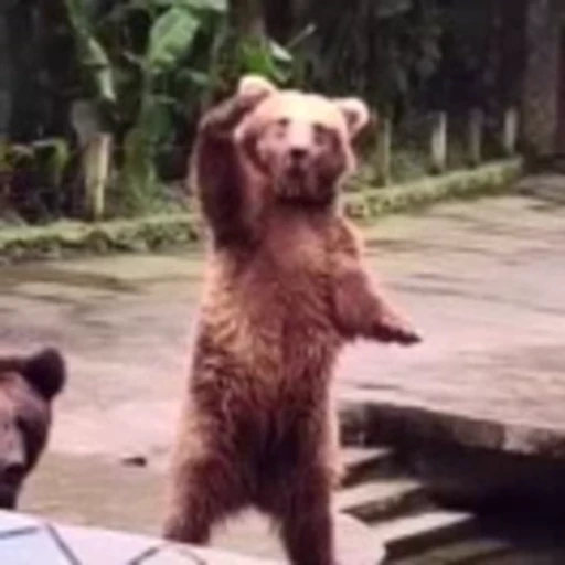 😁 Стикер «FunnyAnimal» для Telegram