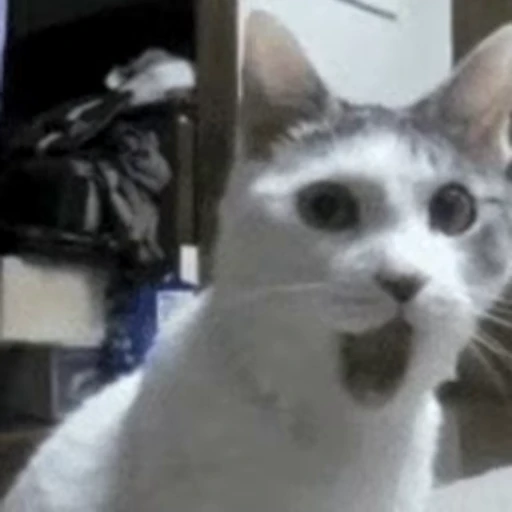 😱 Стикер «FunnyAnimal» для Telegram