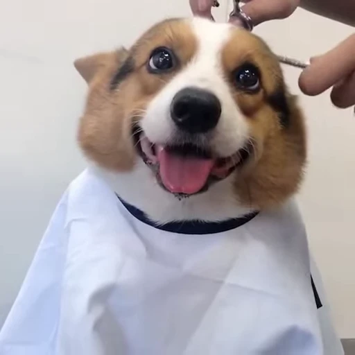 😁 Стикер «FunnyAnimal» для Telegram