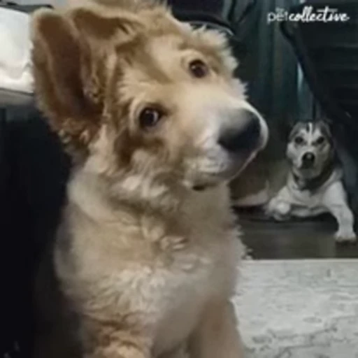 😁 Стикер «FunnyAnimal» для Telegram