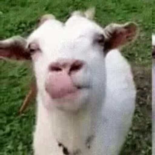 😛 Стикер «FunnyAnimal» для Telegram