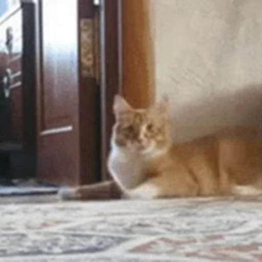 😁 Стикер «FunnyAnimal» для Telegram