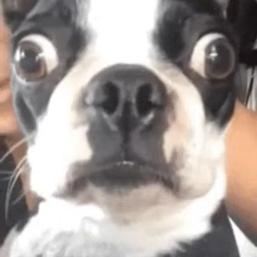 😳 Стикер «FunnyAnimal» для Telegram