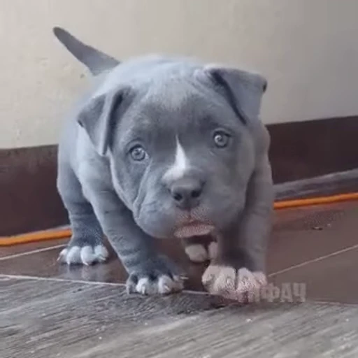 ❤️ Стикер «FunnyAnimal» для Telegram
