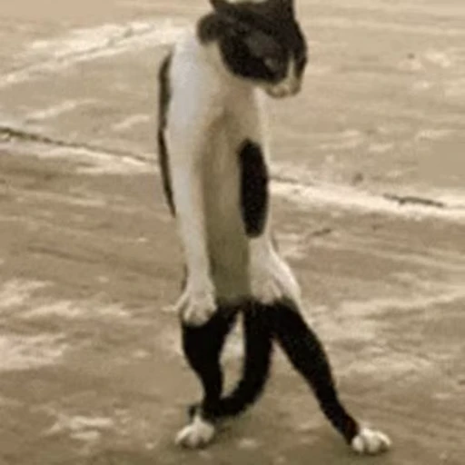 😡 Стикер «FunnyAnimal» для Telegram